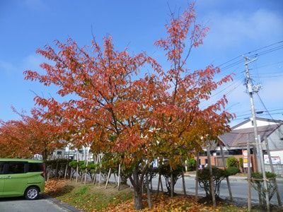 １１月の菜なポート