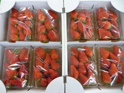 春が近づく菜なポート