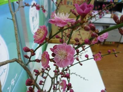 ４月の菜なポート