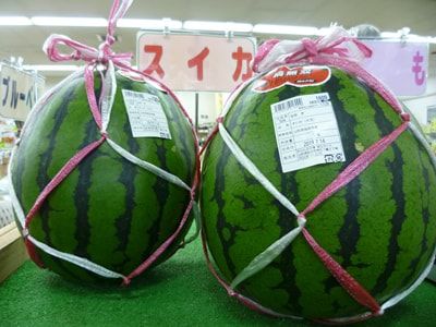 伊佐沢すいか入りました！