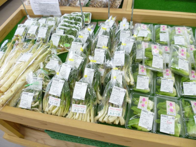 まったく雪のない3月の菜なポート