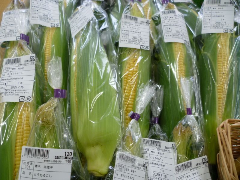 天候不順の中でも元気に生育しています！