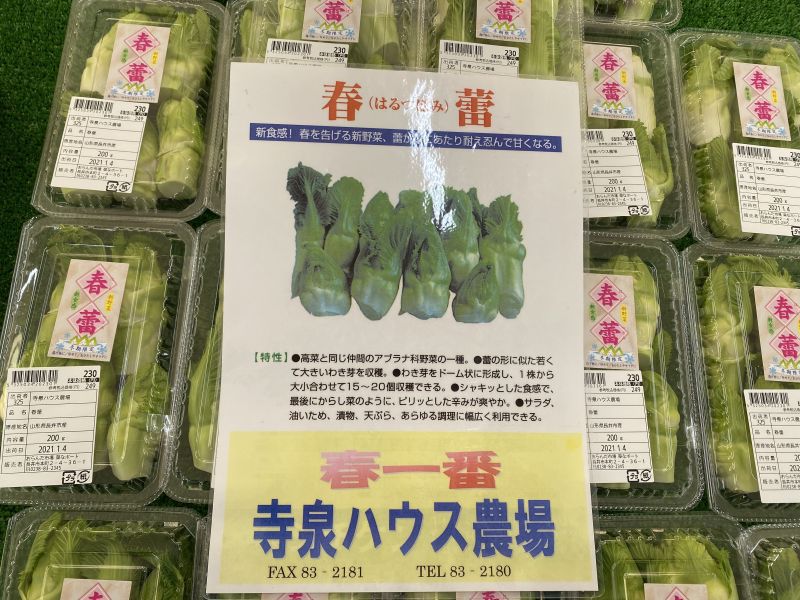 春の訪れを告げる野菜　「春蕾」