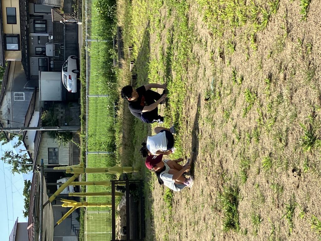 早朝草むしり