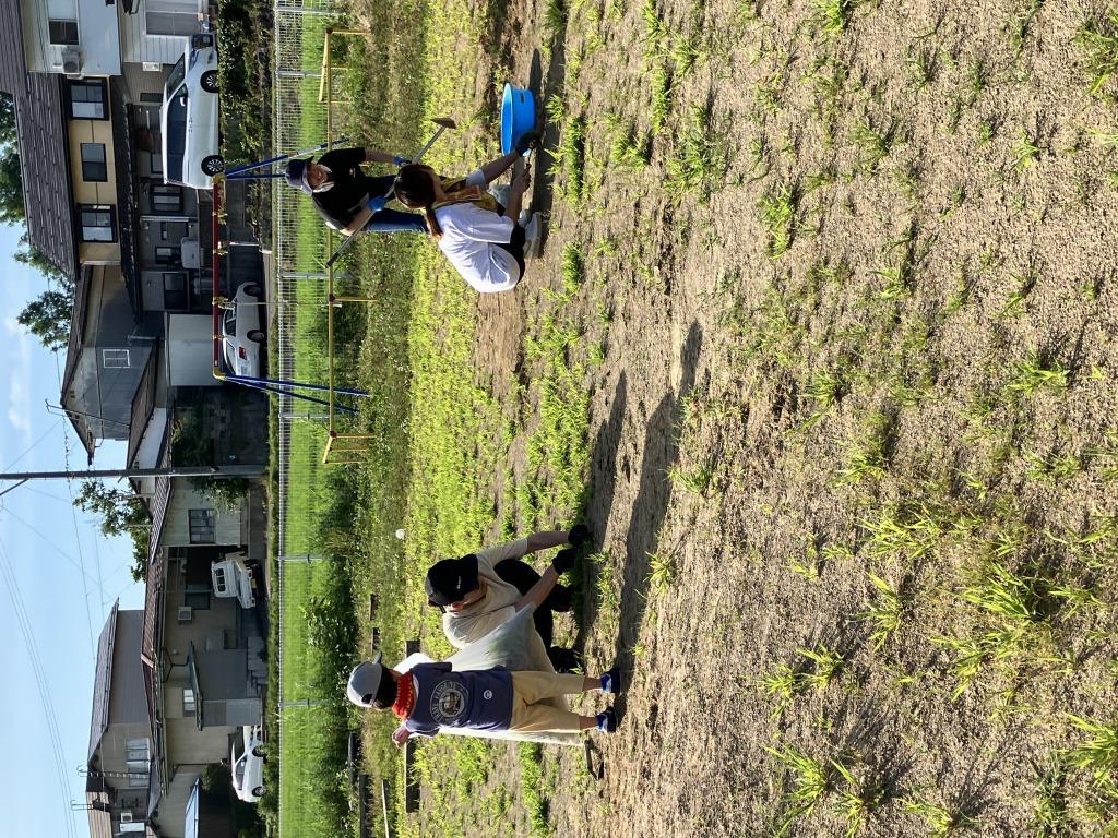 早朝草むしり