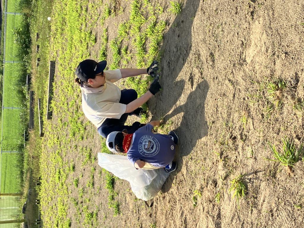早朝草むしり
