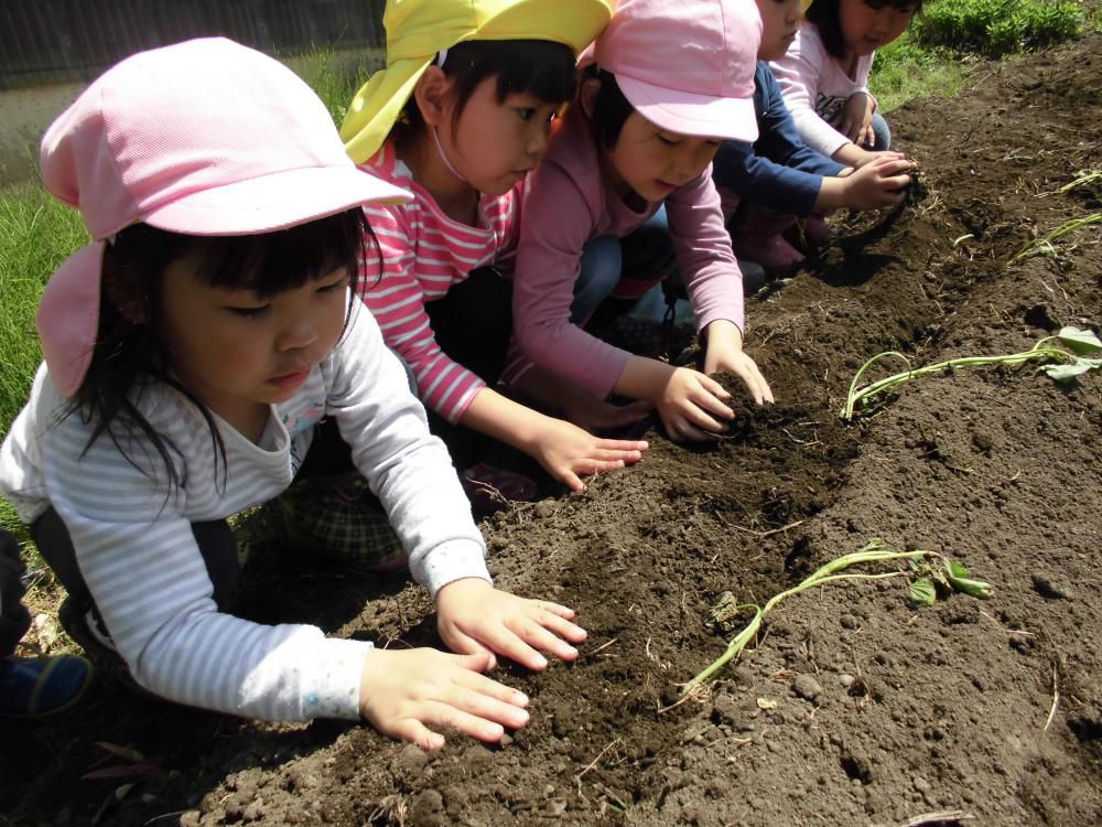 野菜を植えたよ