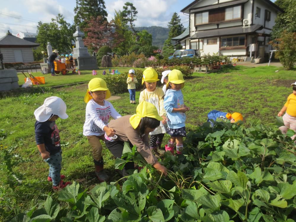 さつまいも堀り