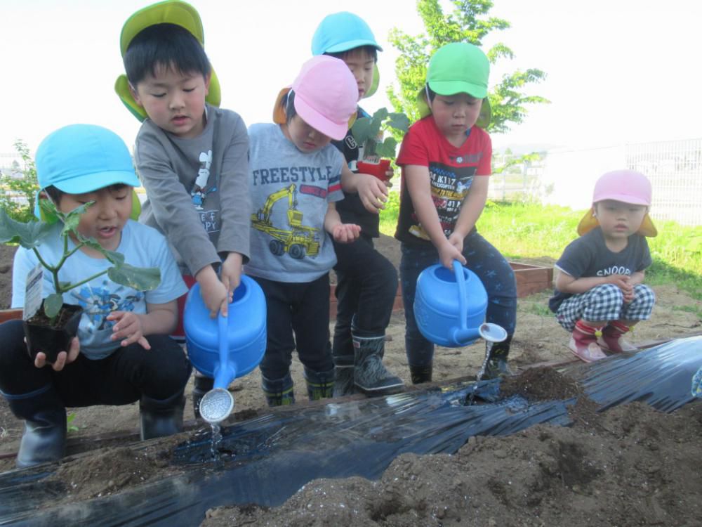 幼児組の畑活動