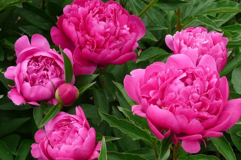 今、見頃です！80種の芍薬