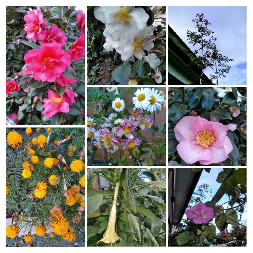 お花がたくさん咲いてます。