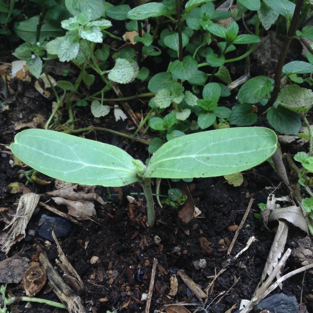 ひょうたんを地植えに植えかえしました。