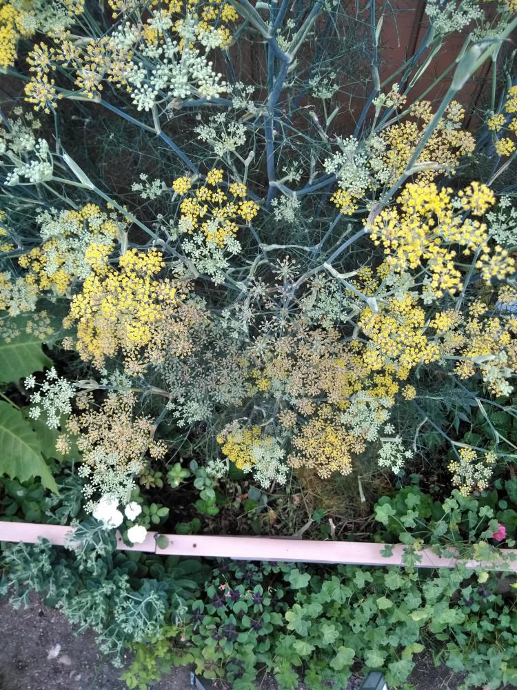 お花が咲き出した巨大なフェンネル
