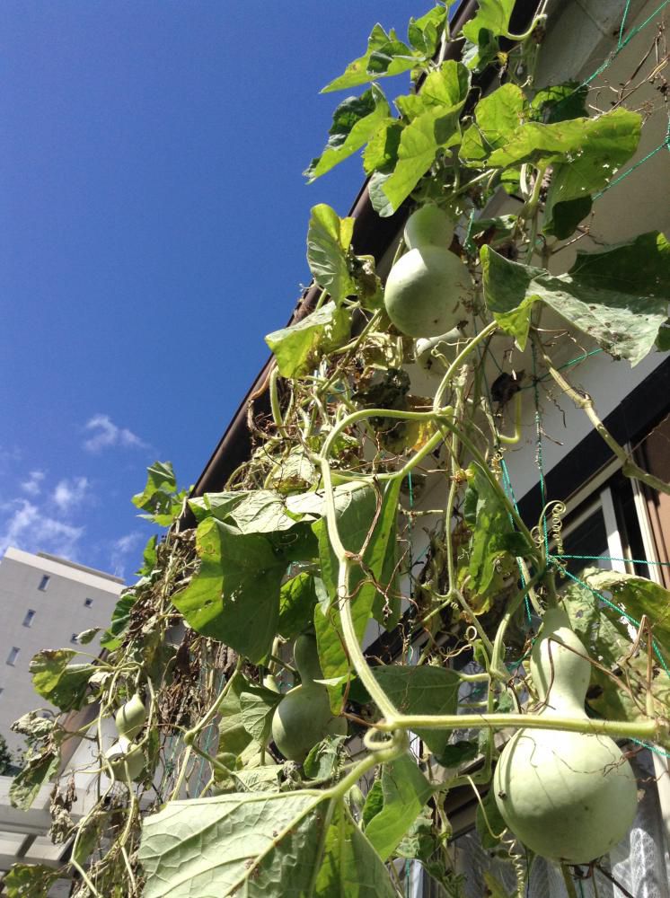 台風に負けなかったひょうたん達