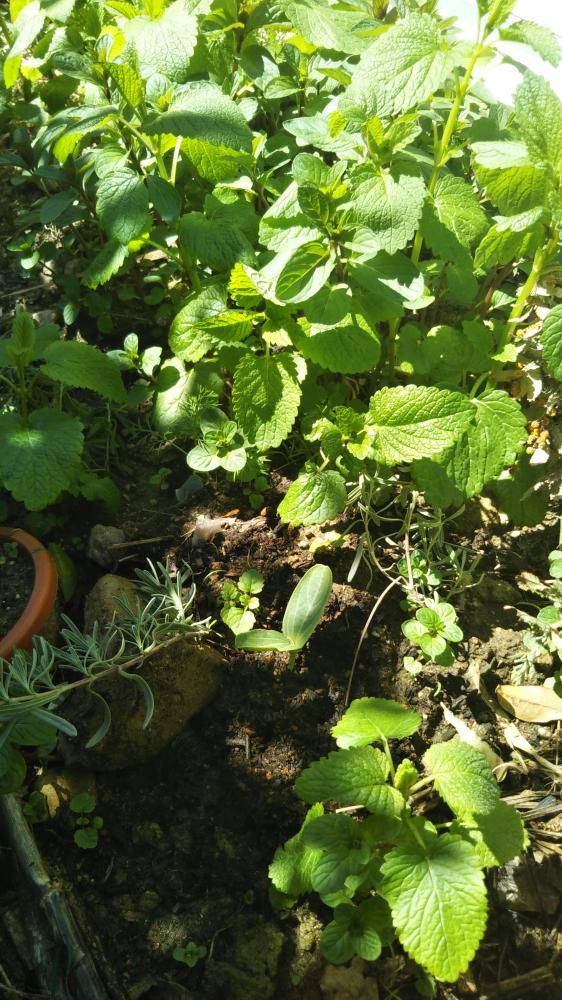ひょうたんのふたばを地植えにしました。