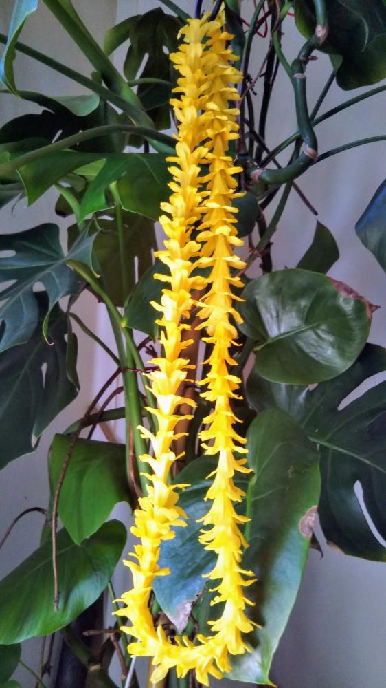 ジャスミンのお花でフラワーレイ作り