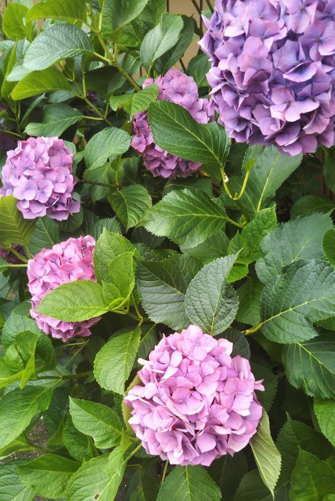 音のれすとらんのお花たち
