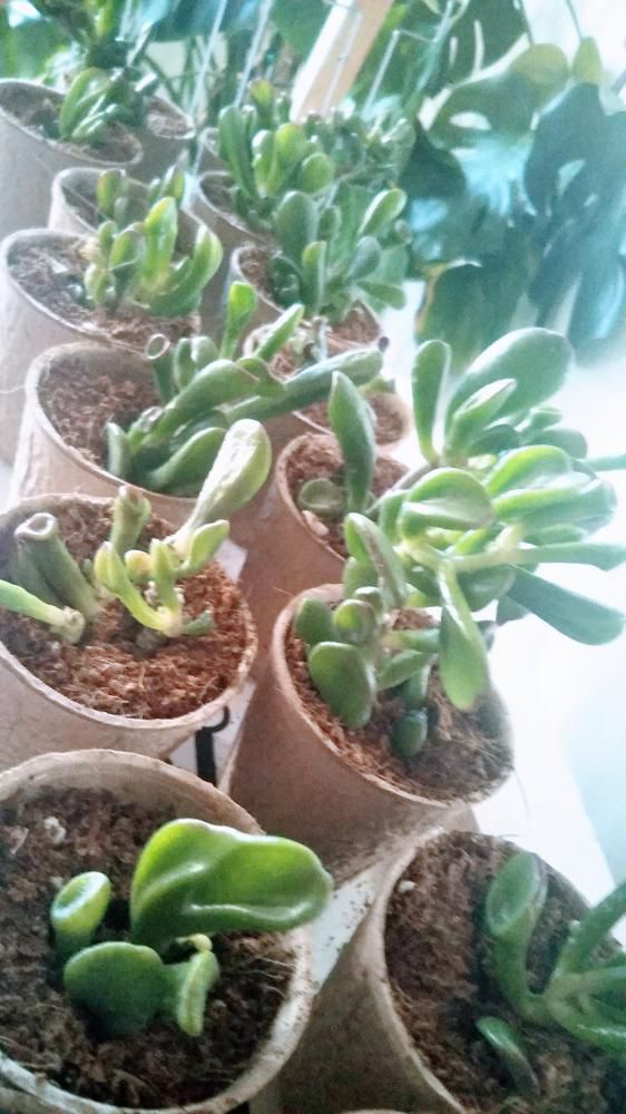 カットした宇宙の木と呼ばれている多肉植物の植えつけ