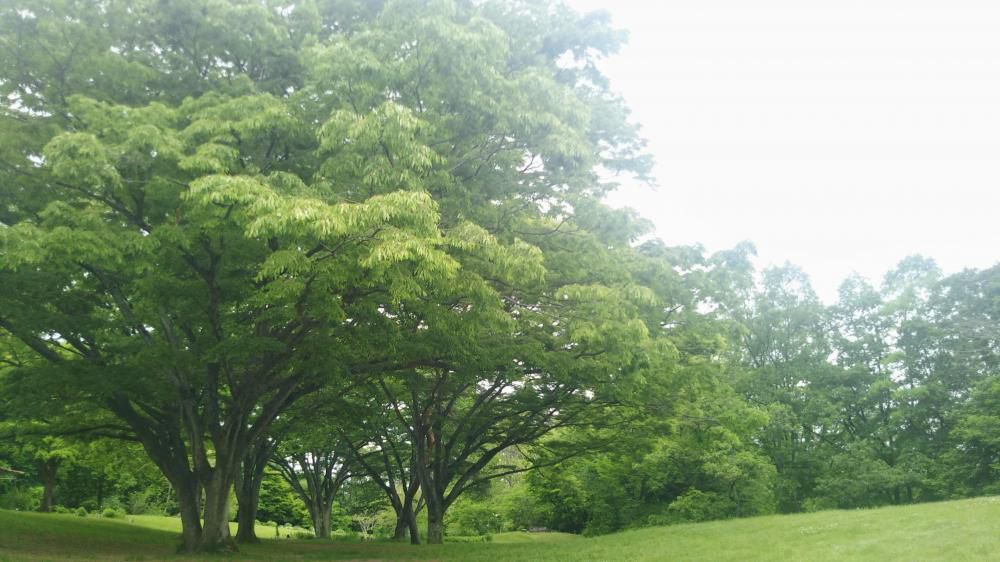 野草園ヘお散歩