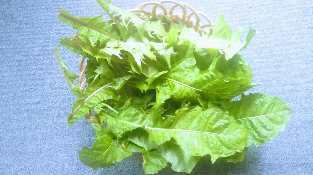 タンポポの根っこ掘りに挑戦しましたが、、