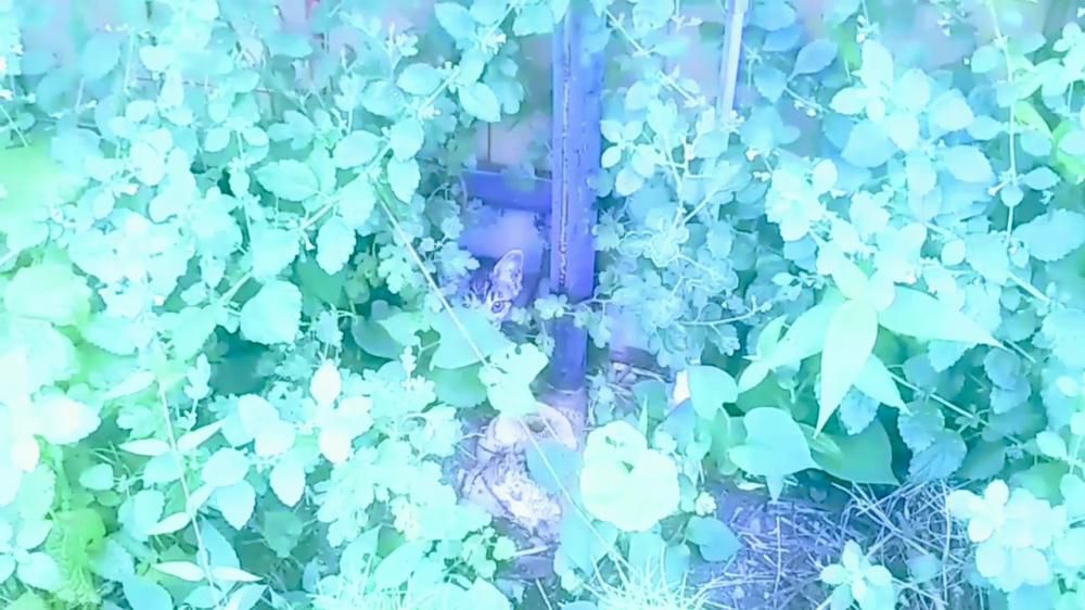 かわいい訪問者がやって来た