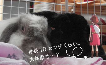 借りぐらしのウサエッティ