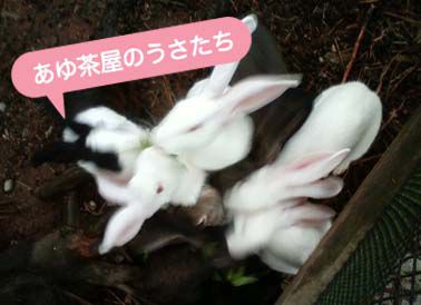 うさぎスポット コンプリート！