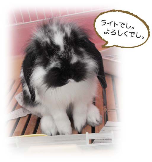 新入りうさぎの「ライト」でし！