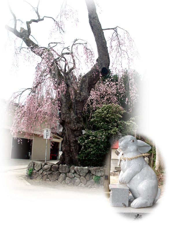 しろうさぎのこまうさぎ