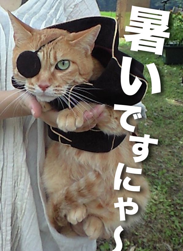 武将ねこ来ましたにゃ～