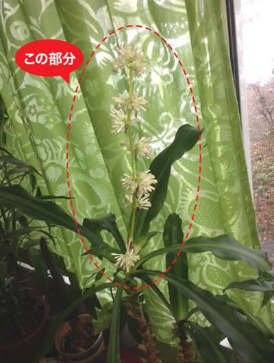メデタイ？幸福の木の花が咲いたっ