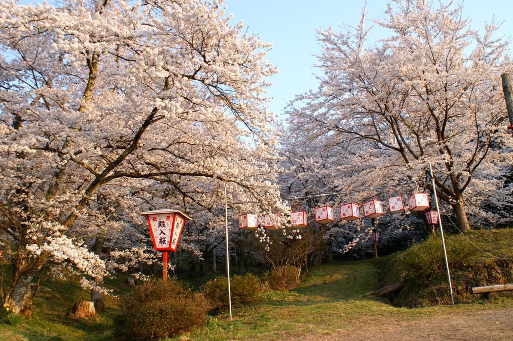 SAKURA by naotaro
