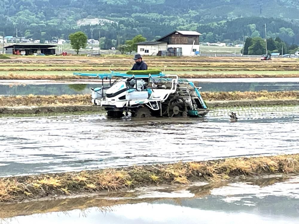 田植えが始まりました
