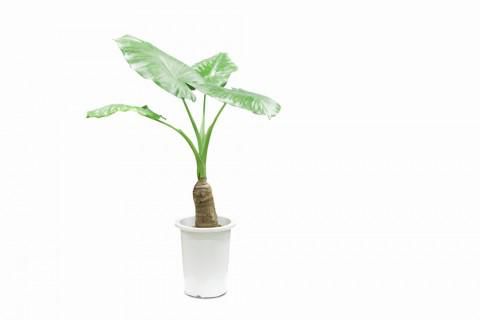 【家づくりコラム　観葉植物vol.1】