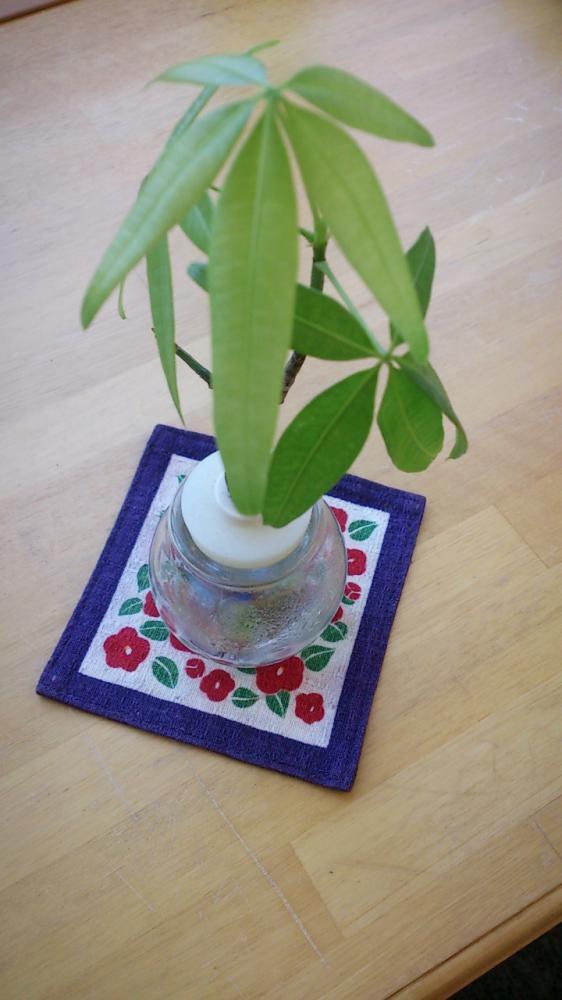 観葉植物　vol.2