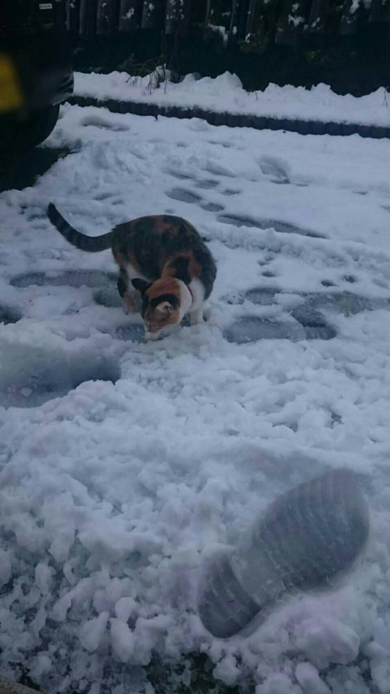 今日は日中雪や！