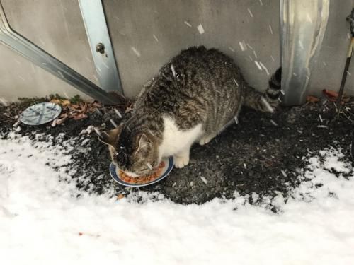 今日も雪です