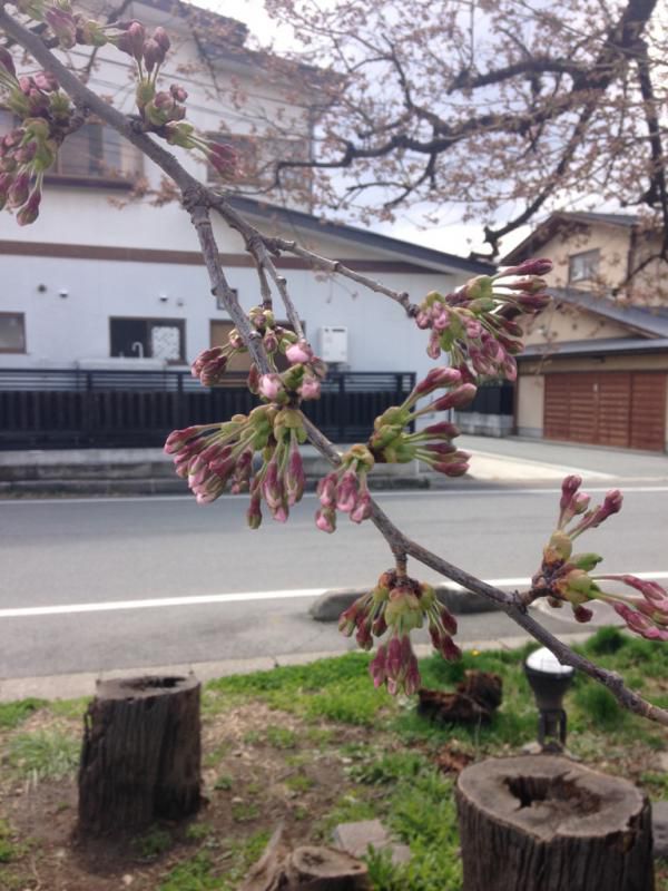桜　開花！！