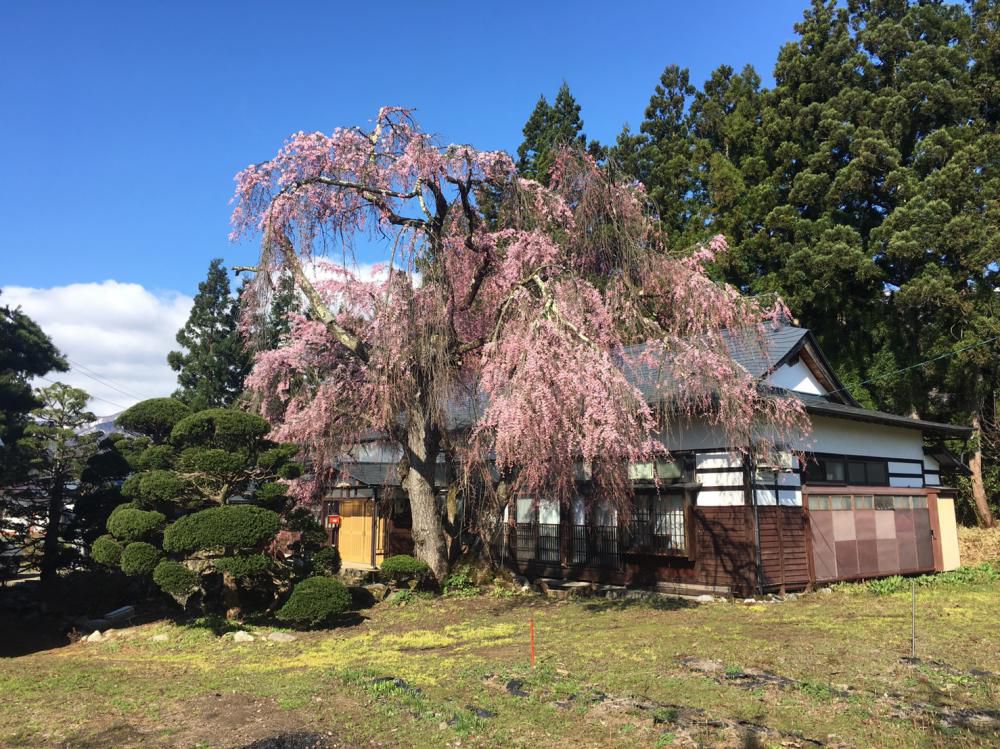 うら　置賜さくら回廊　！