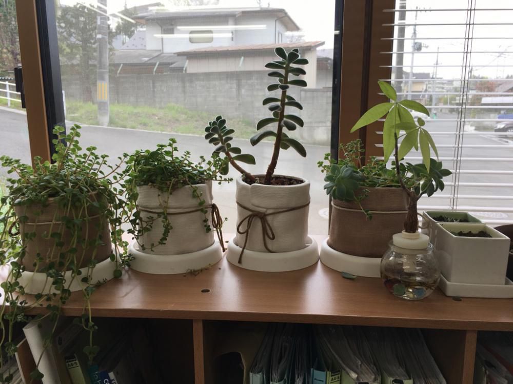 なす‘s　ガーデンのこと