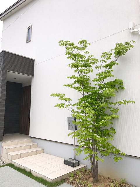 やまぼうし