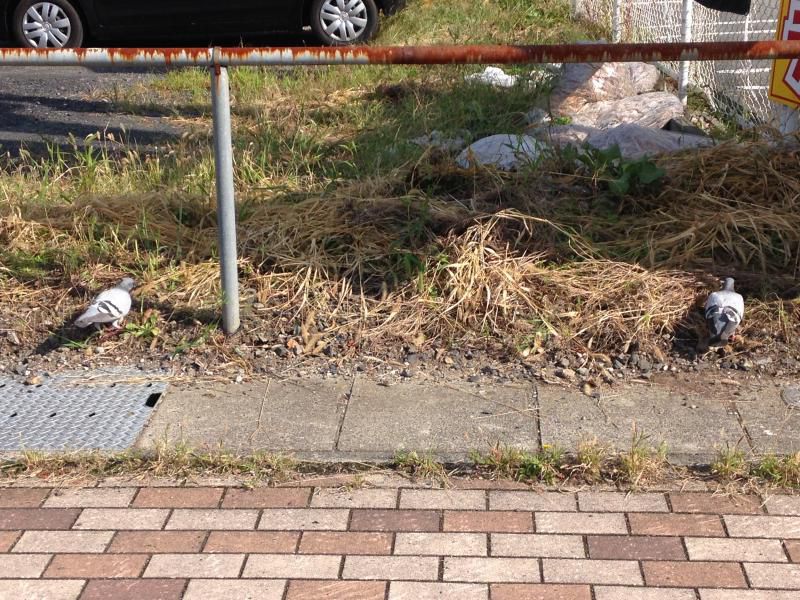 芋煮と決意表明とハトについて