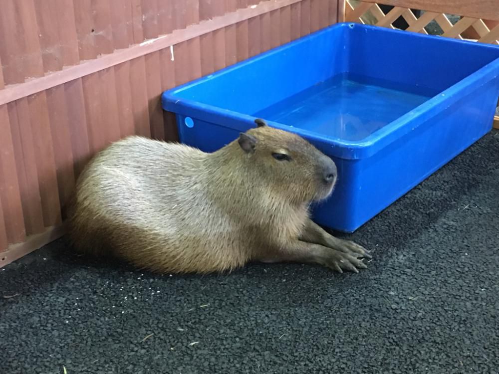 移動動物園のこと