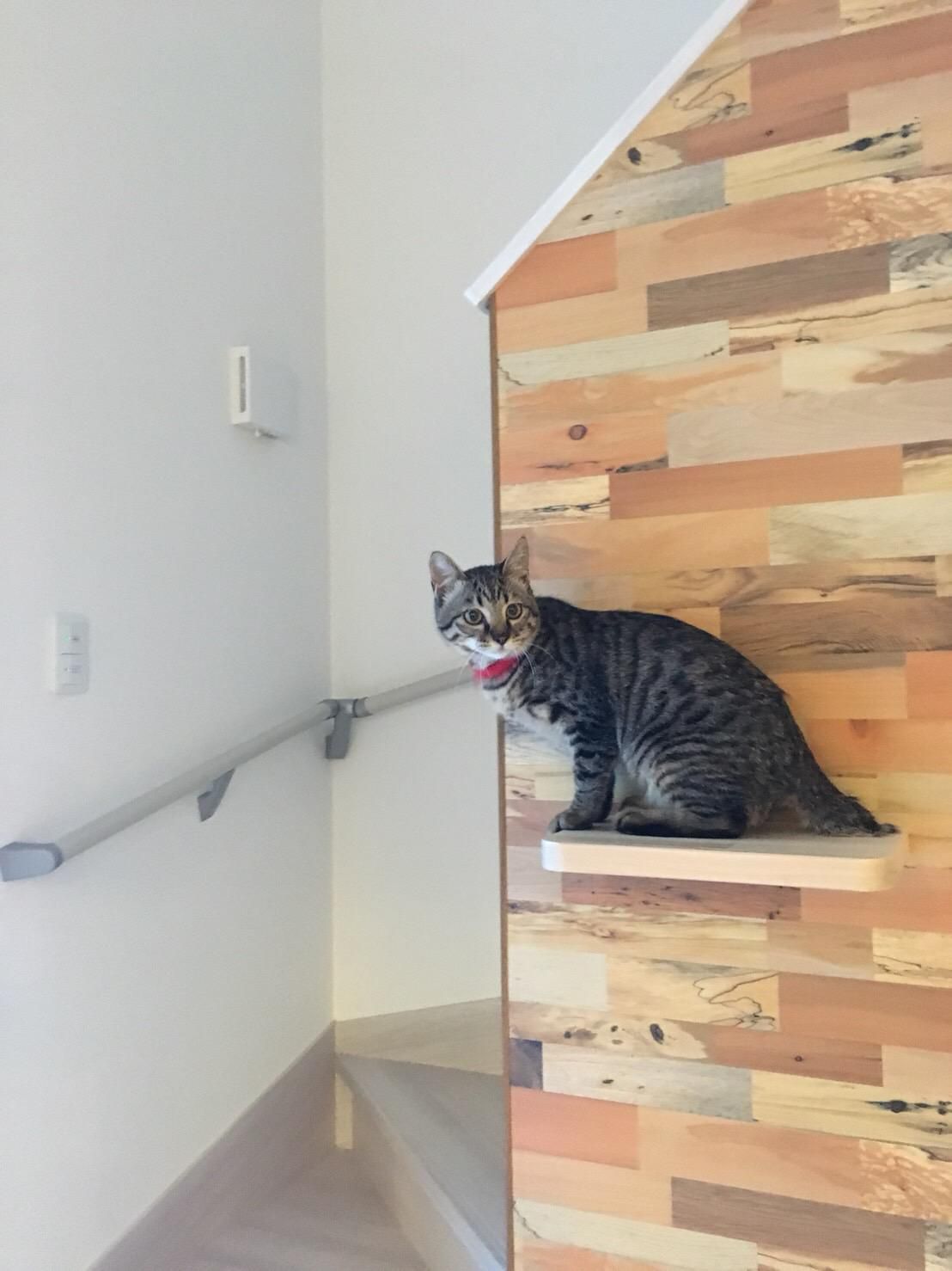 キャットウォーク