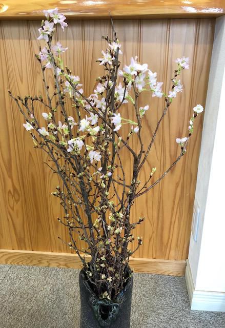 啓翁桜