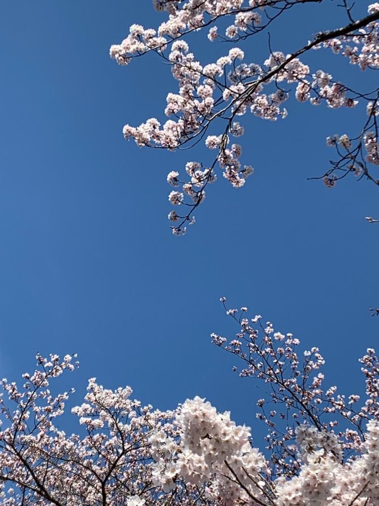 将監のさくら、山形でも・・・