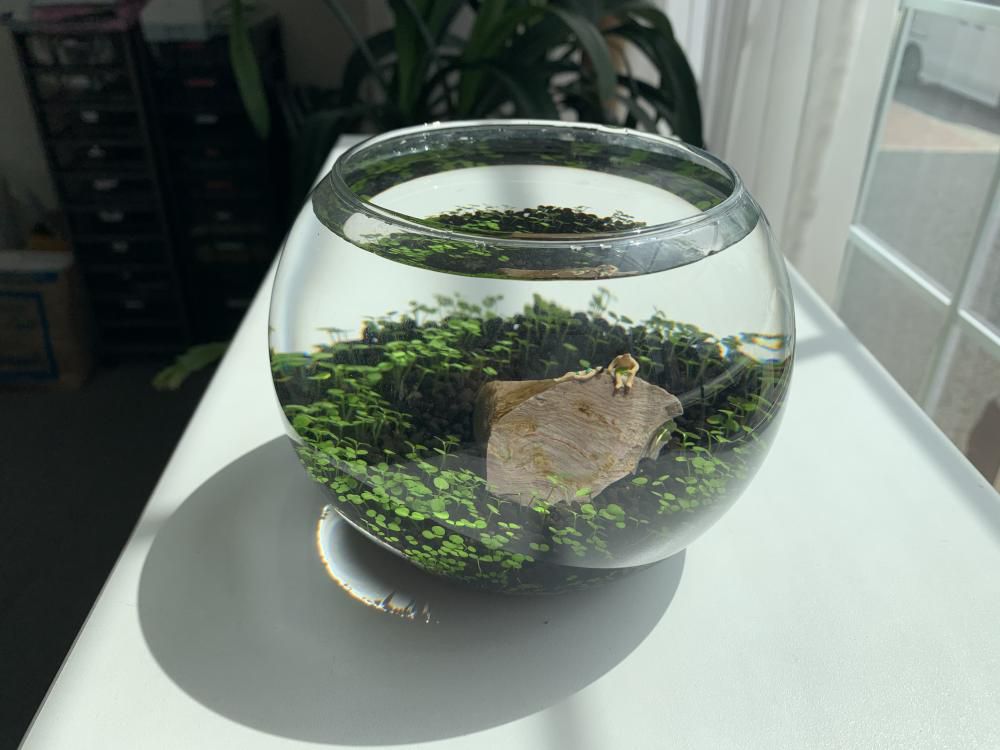 急に暑くなりました