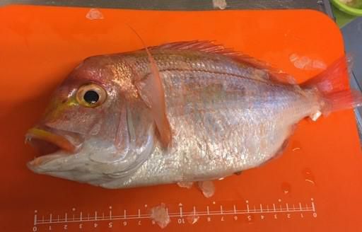 ぎょぎょ魚！