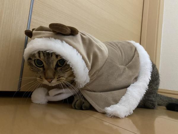 トナカイ猫