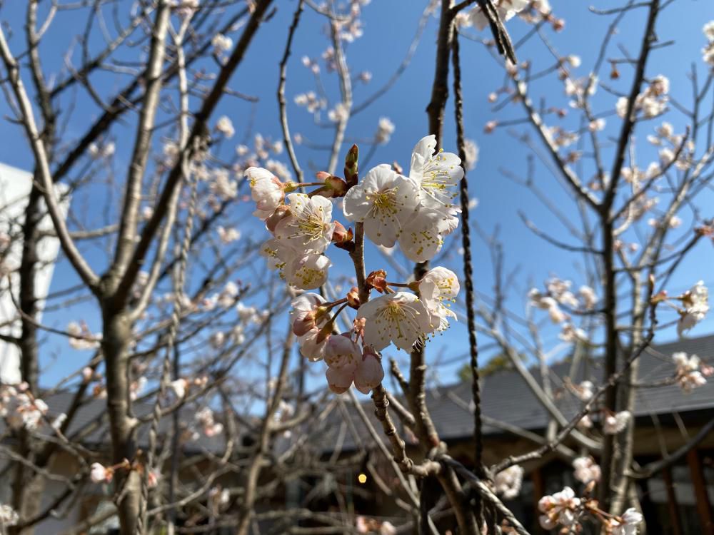 春の訪れのこと